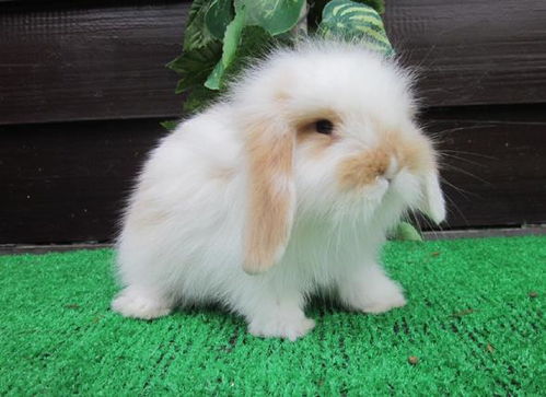 长毛垂耳兔属宠物兔,标准体重为 3.5 4 磅,是小型兔之一