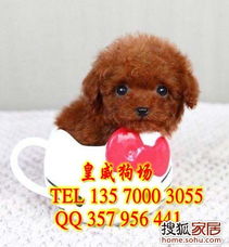 广州泰迪熊一只多少钱 广州哪里可以买到 家有宠物论坛 