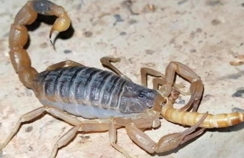 听说小蝎子爬不到母亲的背上,就会被母蝎子吃掉,是真的吗 原因是什么 