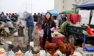 灞桥集市年味足,土鸡成最受欢迎年货