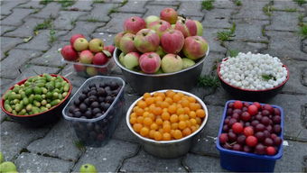 东北盛产什么水果有名,东北应季水果八月？