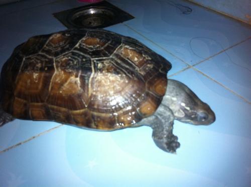 珍珠龟属于风水龟吗,常见观赏龟——关于珍珠龟的一些常识