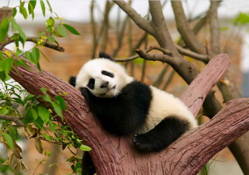 疫 外之喜,东京大熊猫出现可能怀孕的迹象