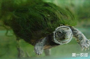 绿毛龟是什么龟 绿毛龟怎么养