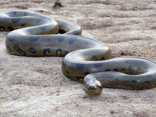 世界上最大的蛇 世界上最大的蟒蛇森蚺，连鳄鱼都是它们的猎物，人类遇到它能逃脱吗？ 