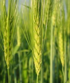 大麦属于什么作物,大麦的真实名字？