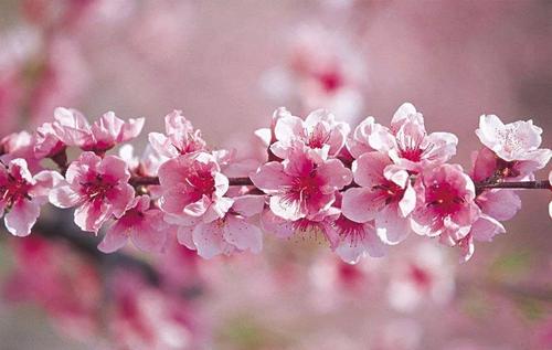八字命理中关于桃花的种类共有十八种