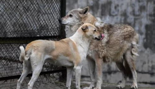 动物园以狗充狼 日常视频曝光,真实版宠妻狂魔 灰太狼上线