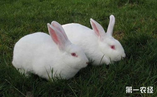 养殖知识 夏天如何给兔子降温