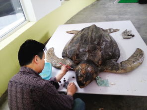 塘沽动物园新增标本展 1.6米长 大海龟 现身