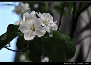 苹果花