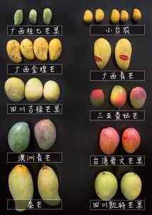 芒果品种十大排名