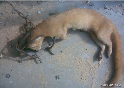 江苏23人3年猎杀1.2万只黄鼠狼 每只价值800元,造成损失近千万