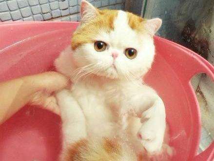 猫咪洗澡后害怕吹风机咋办 怎么让猫不害怕吹风机 