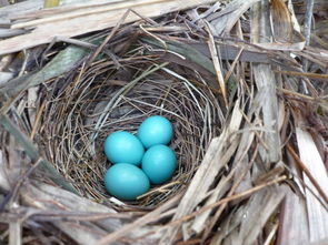什么鸟下的蛋是绿色 而且像花生那么大小 