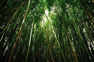 关于竹向上的诗句