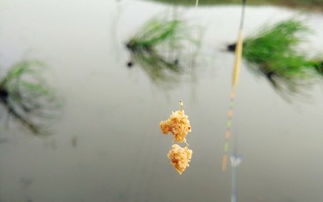 浪花该怎么造句,雪白雪白的浪花好像什么？