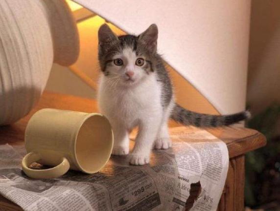 养猫小知识 猫喜欢推桌子上的东西,其实是有原因的
