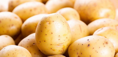 买土豆,选黄心的好还是白心的好 口感和营养都有差别,别选错了