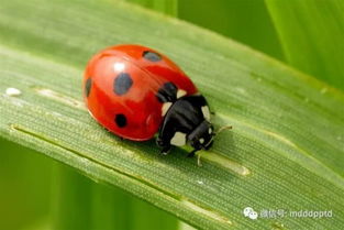 以七星瓢虫为代表的各种虫拍