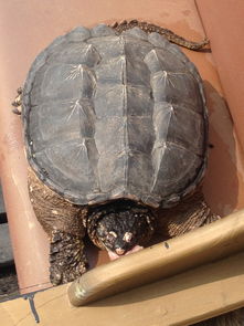 旱龟可以长多大？