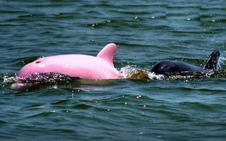 全身粉红色的海豚在这 极为罕见的动物