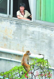 广州一猴子怀抱小猫穿梭居民区 猫妈抢不回孩子 
