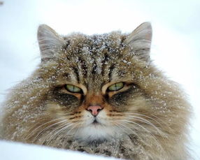 这位俄罗斯猫奴号称自己养了一百万只猫 