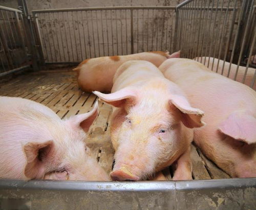 猪用抗生素后便秘的原因