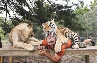 世界上最大的猫科动物（狮子是最大的猫科动物吗）
