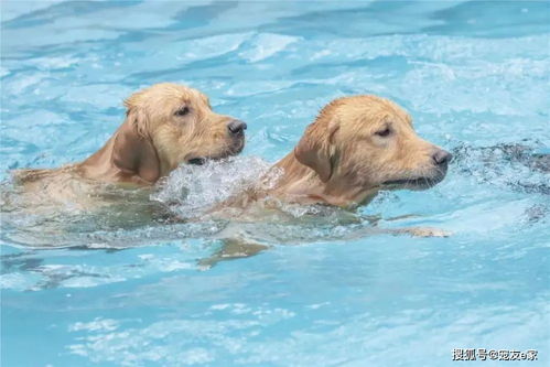 狗狗游泳的好处