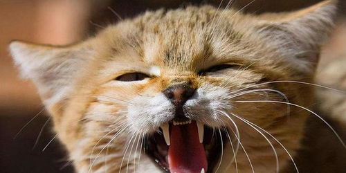 了解猫的叫声 7种基本的叫声及其含义