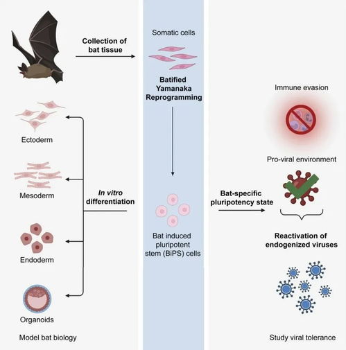 携带这么多致命病毒,蝙蝠怎么就不生病 细胞 新研究找到重要线索