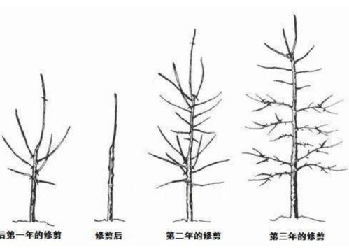 果树怎么剪枝简单的剪枝方法与步骤,剪树技巧？