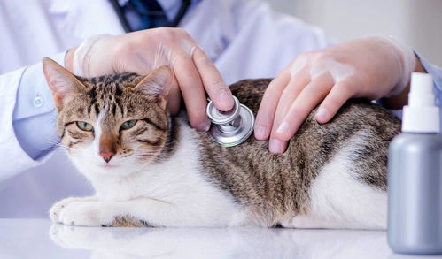猫咪有腹水就是传染性腹膜炎 辟谣 猫腹水症 猫传染性腹膜炎