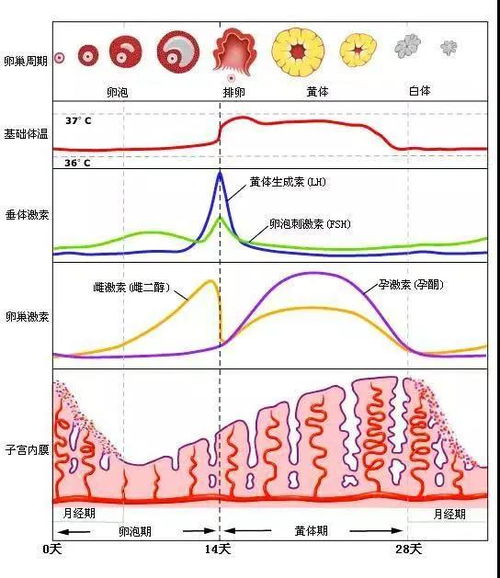 女性丘脑下部的内分泌机能