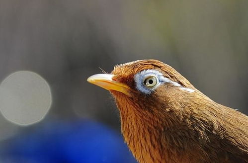 如何让画眉鸟迅速大叫 画眉鸟练胆子的方法 