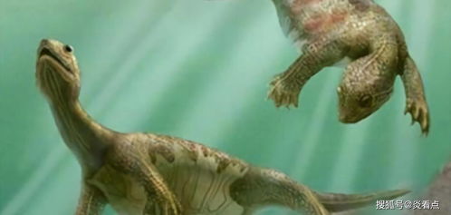 为什么无法确定乌龟的祖先 它是不是进化而来的 原因可能是这样