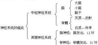 中枢神经系统由哪几个部分组成，有哪些主要功能