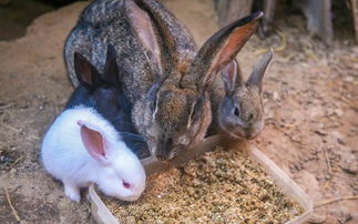 养兔技术 提高子兔成活率的措施
