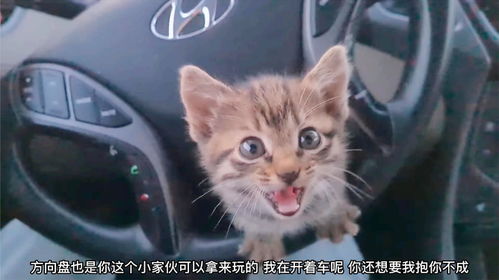 捡到一只可爱的小猫咪,正在开车,准备把小猫咪带回家自己养