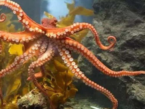 章鱼有9个大脑能编辑基因,智商高到无法理解,为何没发展出文明