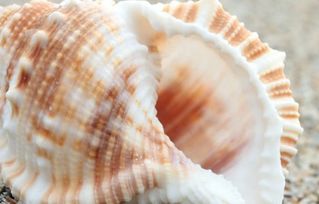 新鲜的海螺怎么保存 
