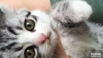 加白美短 起司猫原型,画眼线的猫 颜值爆表 厦门宠物猫 厦门列表网 