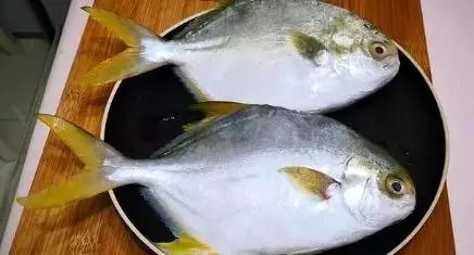 麦线鲳鱼的鱼是什么鱼 