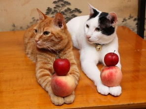 当铲屎官给猫咪呈上不同的水果,猫咪的反应是 