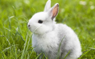 兔子外貌描写