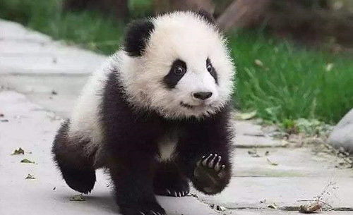 世界上唯一不属于中国的2只大熊猫 永远无法回到祖国,让人心疼