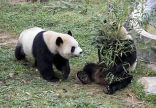 熊猫喜欢吃什么食物