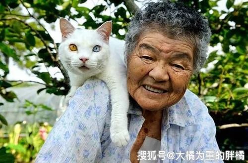 猫咪从小被奶奶带大,跟着奶奶干农活卖菜,相伴9年既温馨又遗憾